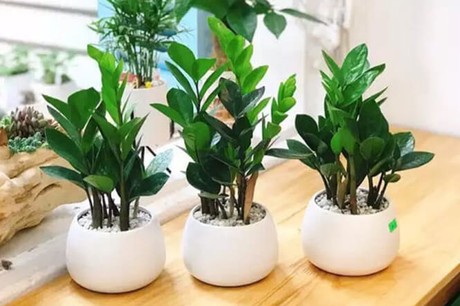 Cây Kim Tiền - Quà tặng đối tác may mắn